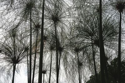 Low angle view of trees against sky