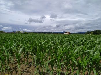 Scenic view of agricultural field against sky