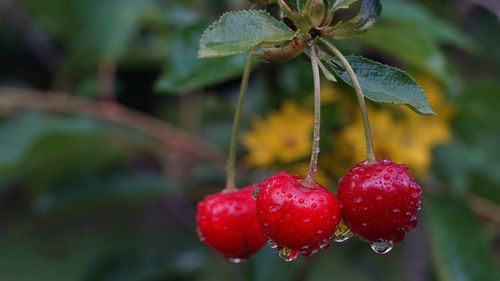 Close-up of strawberry growing on plant