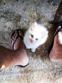 High angle view of hand holding cat