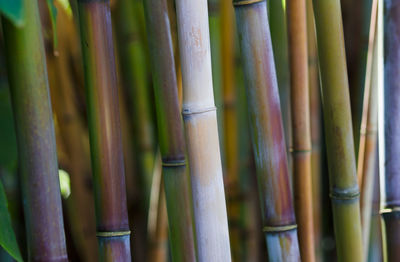 bamboo