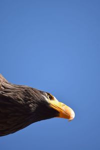Close-up side view of a bird against clear blue sky