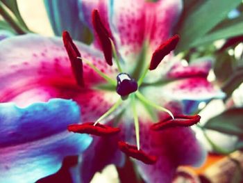 Close up of red flower