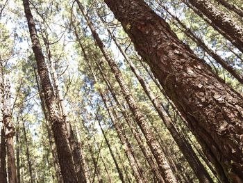 Low angle view of trees in forest