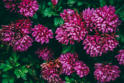 High angle view of pink flowering plants