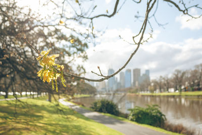 View of cherry blossom from plant