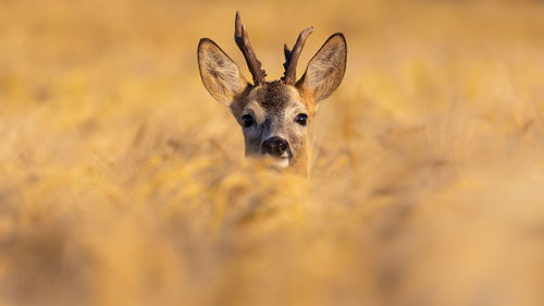 Portrait of deer