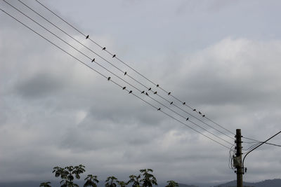 Low angle view of birds perching on cable against sky