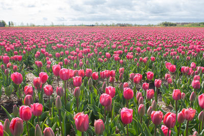 View of poppies growing in field