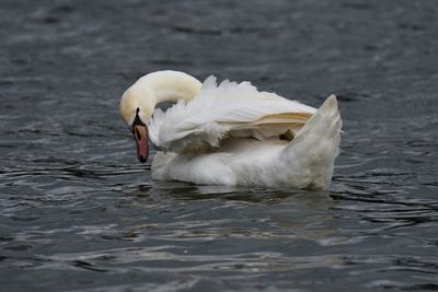 Close-up of swan swimming in lake