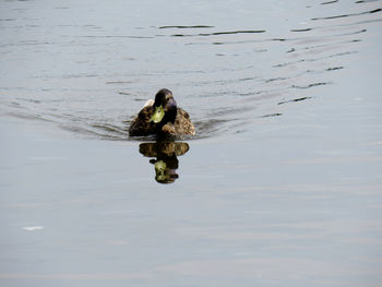 High angle view of a duck swimming in lake