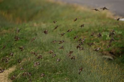 Birds flying over grassy field