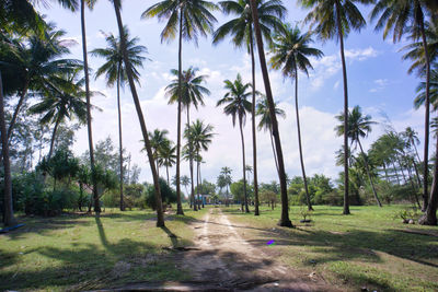 Road amidst palm trees against sky