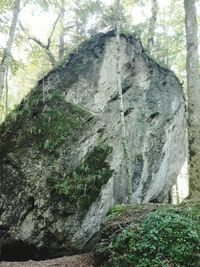 Moss growing on rock in forest