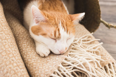 Domestic young white and orange cat sleep in cozy blanket basket, fall season