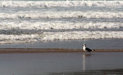 Seagull on sea shore