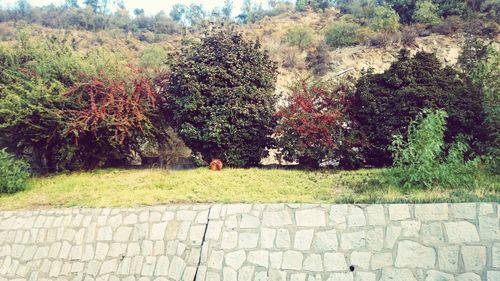 Trees growing in a park