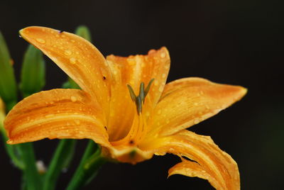 Close-up of water drops on day lily