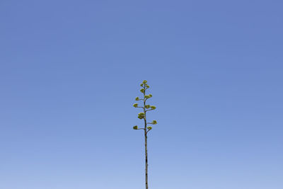 Low angle view of flowering plant against clear blue sky