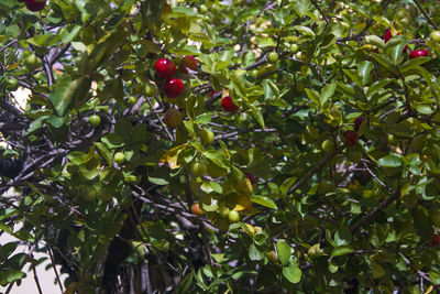 Low angle view of fruits on tree