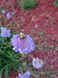 Close-up of bee on purple flower