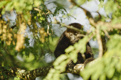 Monkey on tree