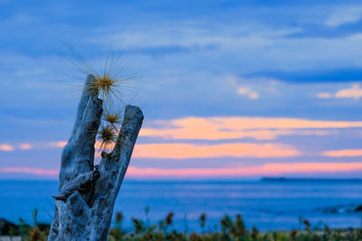 Close-up of dead plant on land against sea