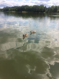 High angle view of ducks swimming in lake