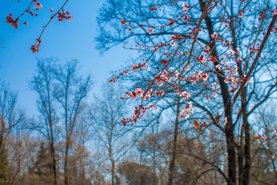 Low angle view of cherry tree against blue sky