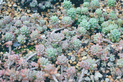 High angle view of flowering plants