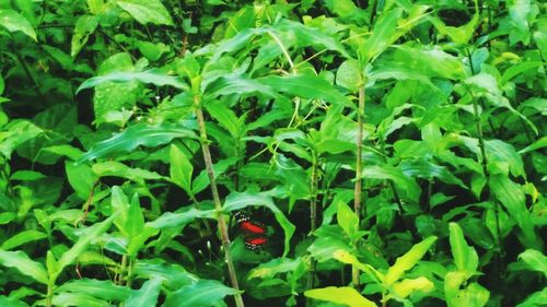 Close-up of ladybug on plant