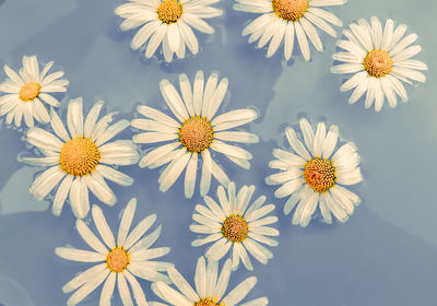 Close-up of white daisy flowers