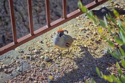 High angle view of bird perching on ground