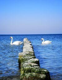 Seagull on a sea