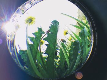 Close-up of plant