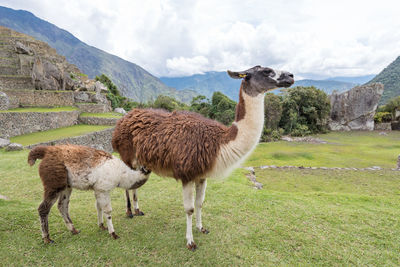 Sheep standing on field against sky