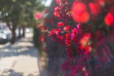 Close-up of red flower tree