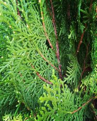 View of tree in forest