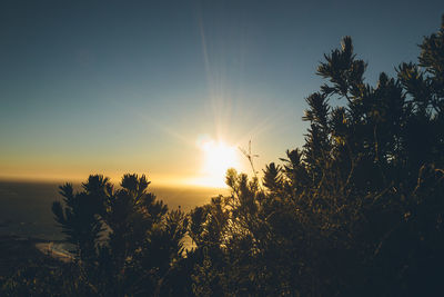 Silhouette trees against sky during sunset