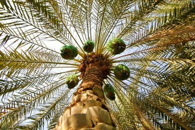 Low angle view of palm tree