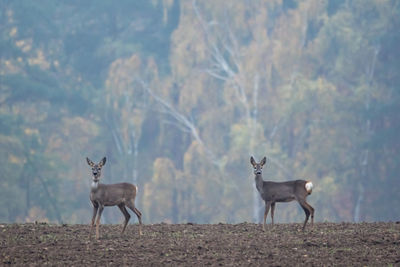 Piekne sarny o poranku