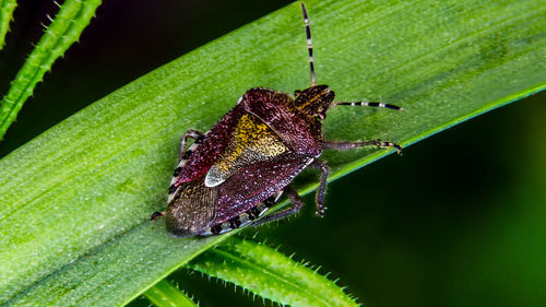 Close-up of butterfly on leaves