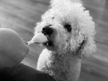 Dog eating an ice cream