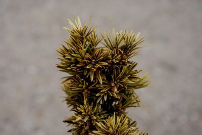 High angle view of cactus plant