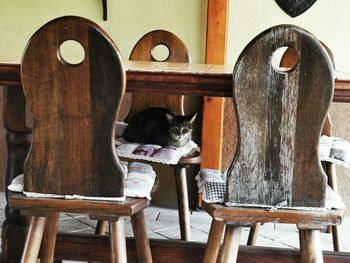 Cat sitting on chair