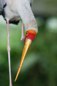 Close-up of a bird