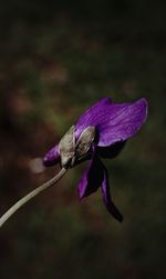 Close-up of wilted flower against blurred background