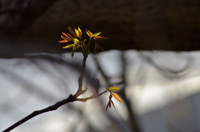 Close-up of yellow flowering plant