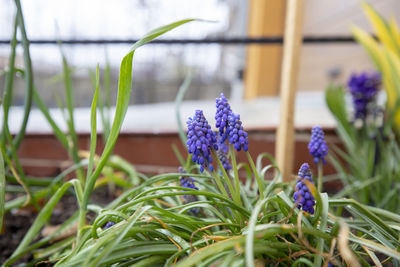 Close-up of purple flowering plants