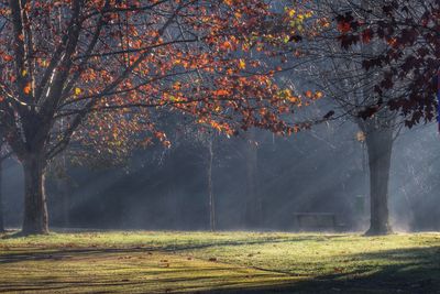 Trees on field